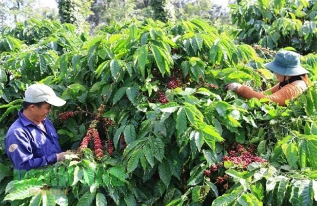 Người trồng cà phê Việt Nam vẫn còn tâm lý chạy theo phong trào
