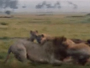 Clip: Cuộc chiến khốc liệt giữa sư tử và đàn linh cẩu khát máu