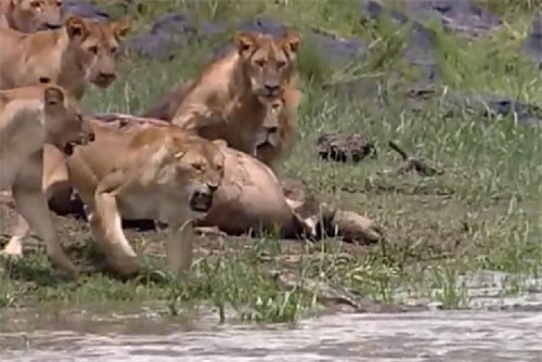 Clip: Sợ bị cướp mồi, sư tử hợp sức đuổi cá sấu