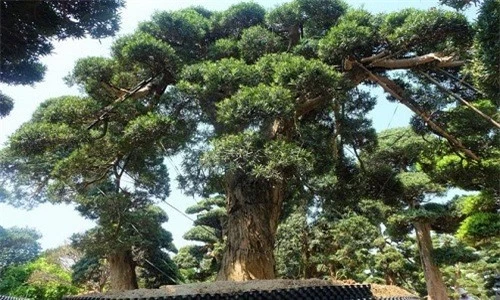 Còn đây là cây tùng la hán nằm trong khuôn viên nhà ông Phan Văn Toàn (TP. Việt Trì, Phú Thọ) có dáng độc lạ “độc trụ kình thiên – cây gậy chống trời”. Ảnh: Dân Việt.