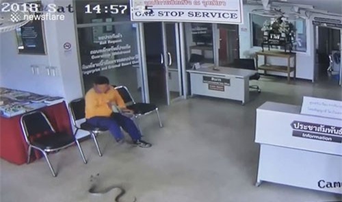 Thái Lan: Rắn vào đồn cảnh sát tìm người cắn và diễn biến ngộp thở
