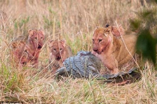 Clip: Cái kết 'đắng' cho cá sấu liều mạng cướp mồi của bầy sư tử