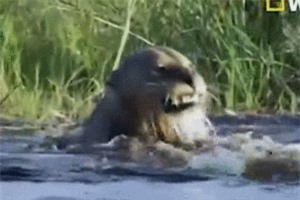 Clip: Hai con sư tử bị cá sấu tấn công khi bơi qua sông