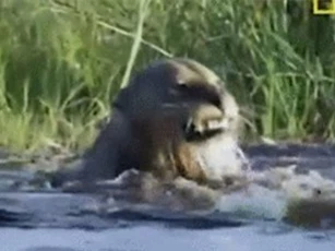 Clip: Hai con sư tử bị cá sấu tấn công khi bơi qua sông