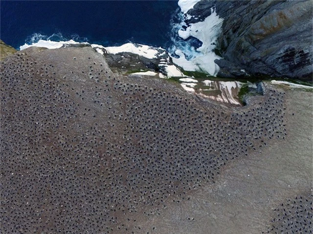 “Tổ bí ẩn” của 1,5 triệu con chim cánh cụt con người chưa từng biết đến - Ảnh 1.