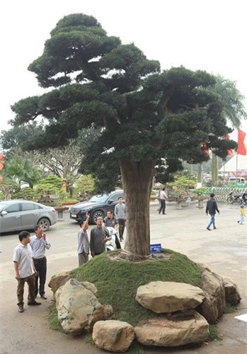 Xuất hiện tại Hội chợ Sinh vật cảnh Bắc Ninh 2018, cây tùng la hán thân lớn, tán tỏa rộng, thu hút sự chú ý của giới chơi cây. Ảnh: Dân Việt.