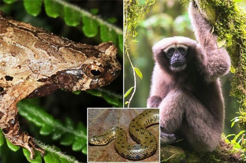 Phát hiện thêm hơn 150 loài mới ở tiểu vùng sông Mekong mở rộng