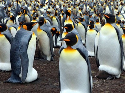 'Tổ bí ẩn' của 1,5 triệu con chim cánh cụt con người chưa từng biết đến