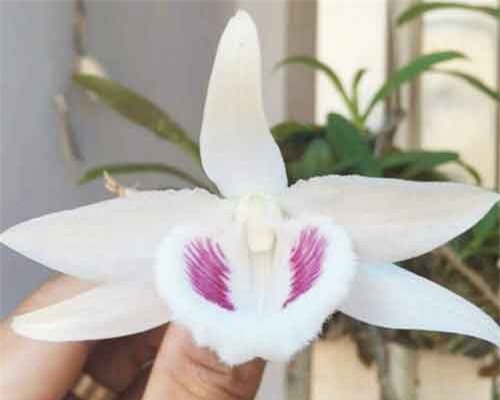 Những loại lan đắt đỏ giới nhà giàu săn lùng dịp Tết