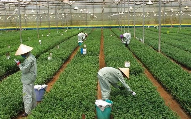 Doanh nghiệp đầu tư vào nông nghiệp, nông thôn ở Lâm Đồng sẽ có nhiều chính sách hỗ trợ