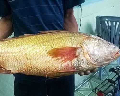 Vì sao cá sủ vàng có giá 'khủng' hàng trăm triệu đồng?