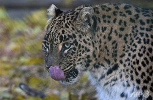 Nhà sư Ấn Độ bị báo vồ chết khi đang ngồi thiền trong rừng