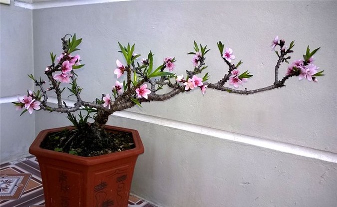 Nhánh đào thất thốn bằng chiếc đũa: Bán 3 triệu dân tranh nhau mua