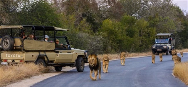 Công viên quốc gia Kruger mở cửa đón khách du lịch kể từ năm 1926