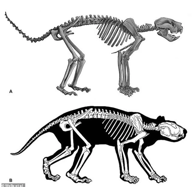 Lần đầu tiên phát hiện hoá thạch hoàn chỉnh của loài sư tử “có túi” ở Australia - Ảnh 2.