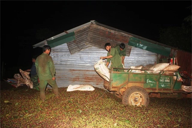  Cuộc sống của những phu cà phê lên vùng cao mưu sinh 