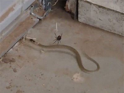 Clip: Rắn giãy giụa hoảng loạn mong thoát khỏi 'lưới' nhện