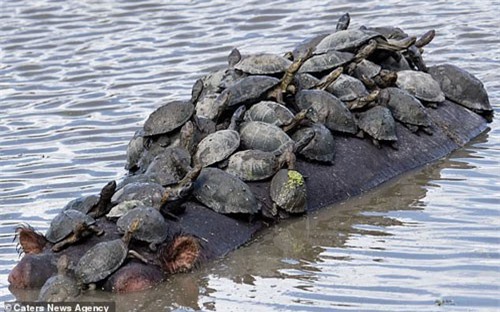 Đàn rùa chen chúc nhau bám lên lưng hà mã khổng lồ để “ đi ké” sang sông