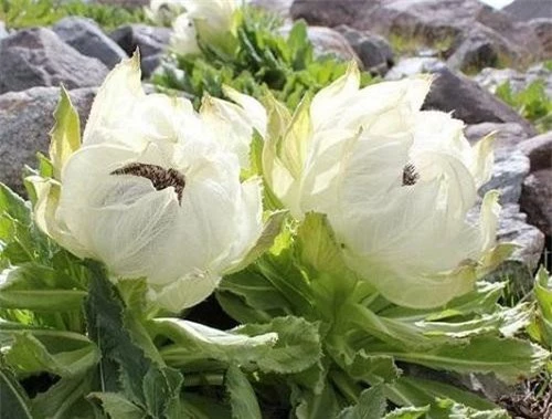 Theo Wikipedia, Thiên sơn tuyết liên là một loài hoa trong họ Cúc (Asteraceae) có tên khoa học là Saussurea involucrata. Loài thực vật này có khả năng sinh trưởng, phát triển và ra hoa ngay cả trong thời tiết lạnh lẽo trên núi đá cao. 