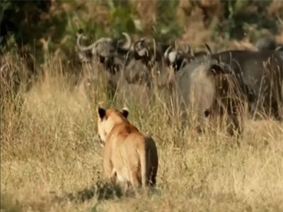 Clip: Trâu rừng hợp sức cứu nghé non khỏi miệng sư tử