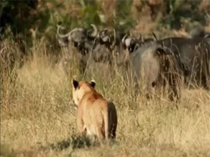 Clip: Trâu rừng hợp sức cứu nghé non khỏi miệng sư tử