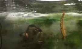 Clip: Cá rồng 'đoạt mạng' rết khổng lồ trong tích tắc