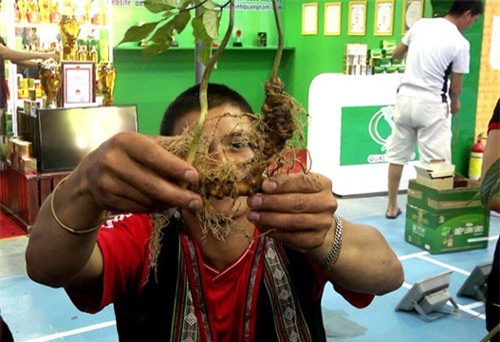 Quảng Nam: Rao bán “sâm đểu” giữa vùng sâm Ngọc Linh