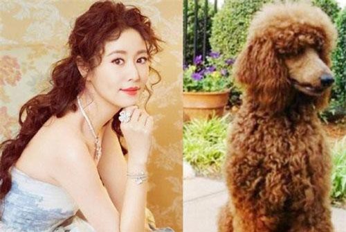 Lâm Tâm Như tự so sánh mái tóc "xù mì" của mình giống hệt chú chó yêu thích
