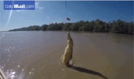 Clip: Khoảnh khắc đớp mồi ngoạn mục trên không của cá sấu 