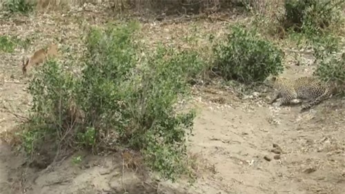 Clip: Chủ quan, linh dương trả giá bằng mạng sống