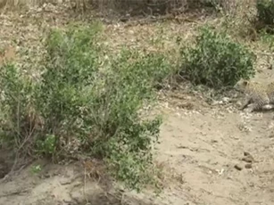 Clip: Chủ quan, linh dương trả giá bằng mạng sống