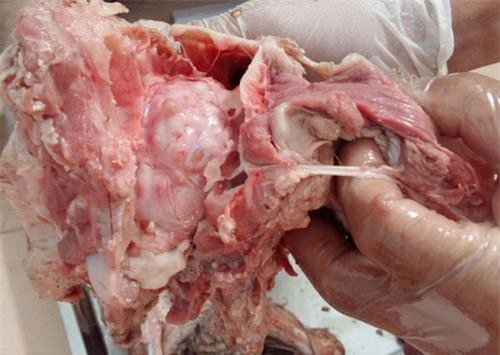 Cảnh báo bệnh lợn gạo lây sang người qua ăn uống