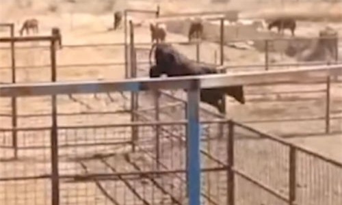 Clip: Ngạc nhiên cảnh chú bò vượt rào như... vận động viên