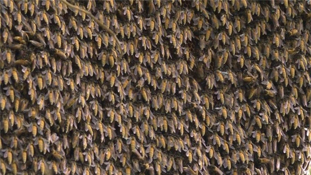  Tổ ong khổng lồ lúc nhúc trên cây sầu riêng nhà anh Tuấn 