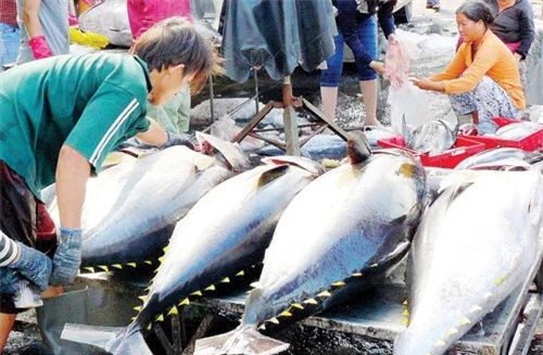 Xuất khẩu cá ngừ gặp khó vì nguồn nguyên liệu.