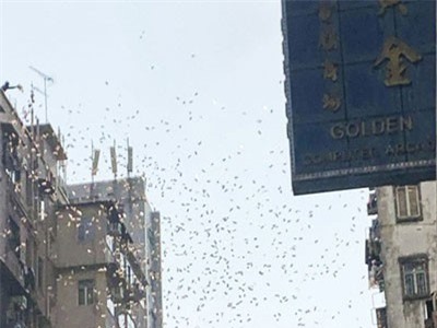 Xóm nghèo Hong Kong phát sốt vì cơn 'mưa' tiền