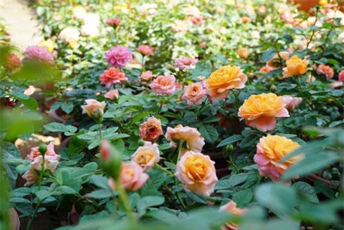 Chuyên gia "mách" cách để hoa hồng nở rộ đúng ngày Tết