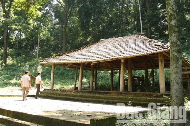 Rừng lim cổ trăm tuổi và chuyện huyền bí khiến lâm tặc tởn tới già