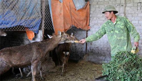 Nuôi con ăn rau rừng, uống nước lã, bán 400 ngàn đồng 1 kg thịt