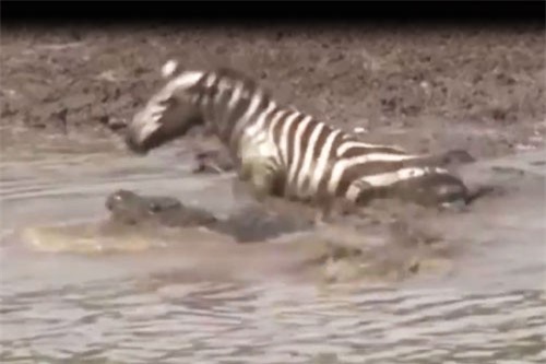 Clip: Bị cá sấu tấn công trọng thương, ngựa vằn vẫn thoát chết thần kỳ