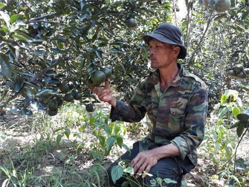 Gia Lai: Đi lên từ vùng đất chết, lão nông thu hàng trăm triệu đồng từ cam sành