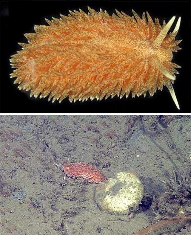 5 loài hải sâm tuyệt đẹp mới phát hiện ở Thái Bình Dương - Ảnh 2.