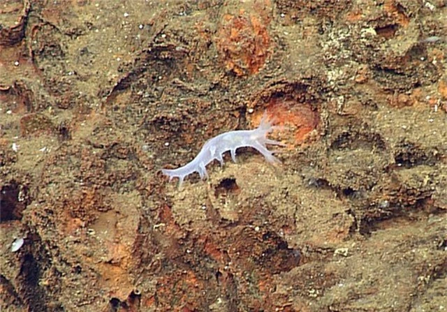 5 loài hải sâm tuyệt đẹp mới phát hiện ở Thái Bình Dương - Ảnh 3.