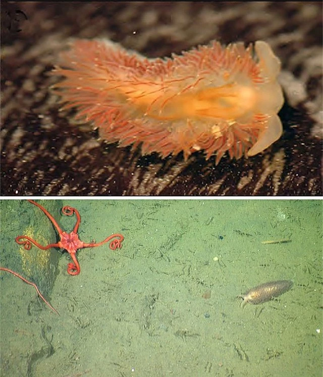 5 loài hải sâm tuyệt đẹp mới phát hiện ở Thái Bình Dương - Ảnh 4.