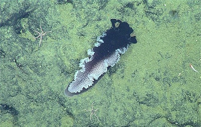 5 loài hải sâm tuyệt đẹp mới phát hiện ở Thái Bình Dương - Ảnh 5.
