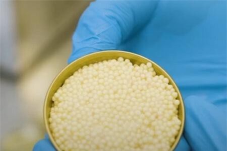 Clip: Khám phá món 'vàng trắng', nhỏ bằng lòng bàn tay có giá bằng cả ngôi nhà