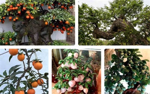 Những cây cảnh độc đáo các “đại gia” săn mua chơi Tết