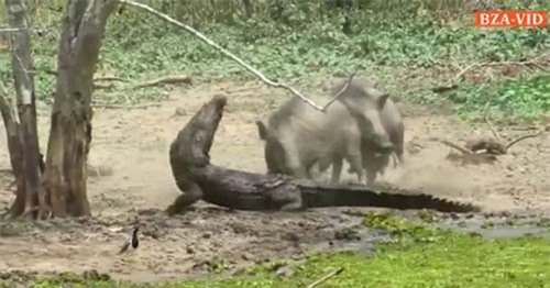 Clip: Lợn rừng tử chiến với cá sấu để bảo vệ con