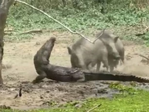 Clip: Lợn rừng tử chiến với cá sấu để bảo vệ con