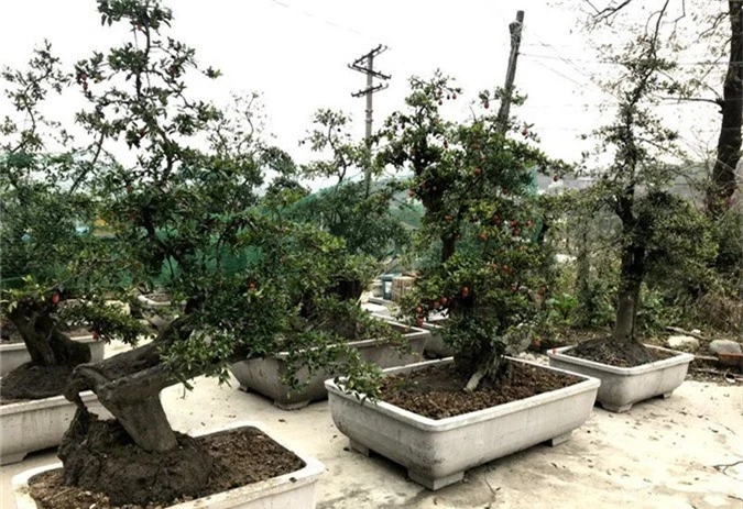 Cây hồng đá bonsai: Hàng lạ Tết này, giá tiền tỷ đại gia ôm liền - Ảnh 1.